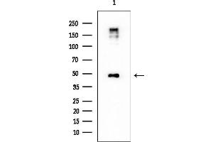 Western blot analysis of lysates from HUVEC cells, using IPCEF1 Mouse Monoclonal Antibody at 1/1000 dilution.