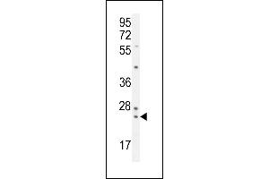 UF Antibody (Center) (ABIN654921 and ABIN2850478) western blot analysis in K562 cell line lysates (35 μg/lane). (ZG16B 抗体  (AA 109-137))