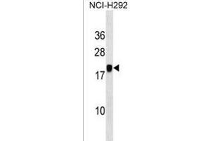 PGSF1 Antibody (Center) (ABIN1538190 and ABIN2850275) western blot analysis in NCI- cell line lysates (35 μg/lane). (MIR7-3HG 抗体  (AA 26-54))
