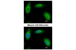 AP19035PU-N Ran BP1 antibody staining of Paraformaldehyde-fixed HeLa by Immunofluorescence at 1/200 dilution. (RANBP1 抗体  (N-Term))