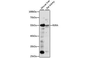 Western blot analysis of extracts of various cell lines, using RXRA antibody (ABIN6290900) at 1:1000 dilution. (Retinoid X Receptor alpha 抗体)