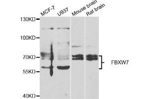 Western blot analysis of extracts of various cell lines, using FBXW7 antibody. (FBXW7 抗体)