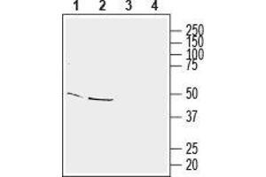 Western blot analysis of mouse brain membranes (lanes 1 and 3) and rat brain lysate (lanes 2 and 4): - 1,2. (HOMER3 抗体  (Intracellular))