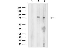 anti-Poly(A) Binding Protein, Cytoplasmic 3 (PABPC3) antibody