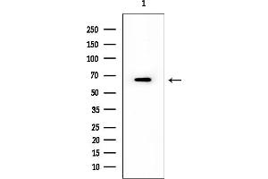 anti-Homeobox and Leucine Zipper Encoding (HOMEZ) (Internal Region) antibody