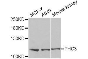 Western blot analysis of extracts of various cell lines, using PHC3 Antibody (ABIN5973874) at 1/1000 dilution. (PHC3 抗体)