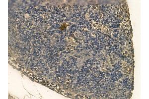 KIAA0100 Mouse Monoclonal Antibody at 1/100 staining rat pancreatic tissue by IHC-P. (KIAA0100/BCOX1 抗体)