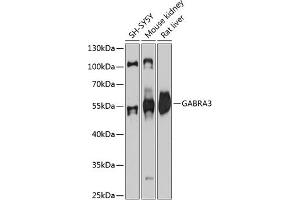 Western blot analysis of extracts of various cell lines, using G antibody (ABIN6131687, ABIN6140903, ABIN6140906 and ABIN6215329) at 1:3000 dilution. (GABRA3 抗体  (AA 29-276))