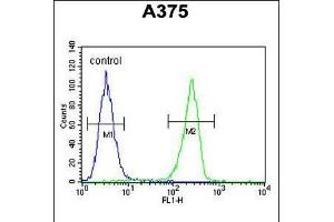 Flow cytometric analysis of A375 cells (right histogram) compared to a negative control cell (left histogram). (LUM 抗体  (AA 198-227))