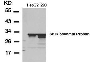 Image no. 3 for anti-Ribosomal Protein S6 (RPS6) (AA 233-237) antibody (ABIN197470) (RPS6 抗体  (AA 233-237))