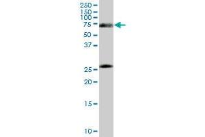 RXRA monoclonal antibody (M16), clone 4H8. (Retinoid X Receptor alpha 抗体  (AA 1-165))