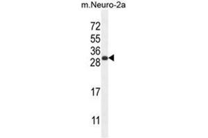 BHLHA15 Antibody (C-term) western blot analysis in mouse Neuro-2a cell line lysates (35µg/lane). (BHLHA15 抗体  (C-Term))