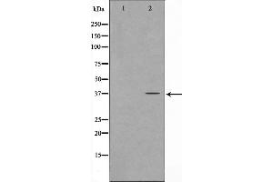 Western blot analysis on COS7 cell lysate using FOXL1 Antibody，The lane on the left is treated with the antigen-specific peptide. (FOXL1 抗体)