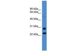 Image no. 1 for anti-Malectin (MLEC) (AA 214-263) antibody (ABIN6745495) (Malectin 抗体  (AA 214-263))