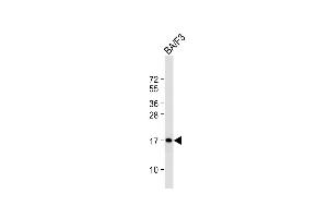 Anti-COXIV Antibody at 1:2000 dilution + BA/F3 whole cell lysate Lysates/proteins at 20 μg per lane. (COX IV 抗体  (AA 49-83))