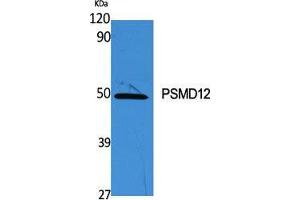 Western Blot (WB) analysis of specific cells using PSMD12 Polyclonal Antibody. (PSMD12 抗体  (Internal Region))