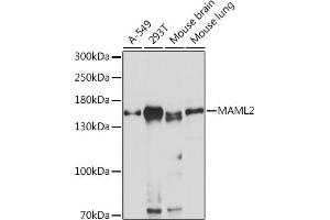 Western blot analysis of extracts of various cell lines, using M Rabbit pAb (ABIN7268410) at 1:1000 dilution. (MAML2 抗体  (AA 750-850))