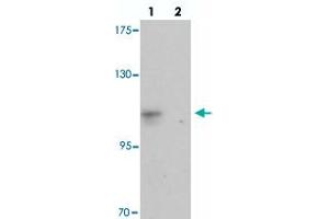 Western blot analysis of CASKIN2 in HeLa cell lysate with CASKIN2 polyclonal antibody  at 1 ug/mL in (lane 1) the absence and (lane 2) the presence of blocking peptide. (CASKIN2 抗体  (N-Term))