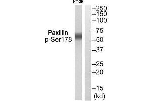 Western Blotting (WB) image for anti-Paxillin (PXN) (pSer178) antibody (ABIN1847704) (Paxillin 抗体  (pSer178))