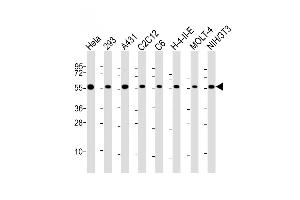 All lanes : Anti-RAD21 Antibody (C-Term) at 1:2000 dilution Lane 1: Hela whole cell lysate Lane 2: 293 whole cell lysate Lane 3: A431 whole cell lysate Lane 4: C2C12 whole cell lysate Lane 5: C6 whole cell lysate Lane 6: H-4-II-E whole cell lysate Lane 7: MOLT-4 whole cell lysate Lane 8: NIH/3T3 whole cell lysate Lysates/proteins at 20 μg per lane. (RAD21 抗体  (AA 501-535))