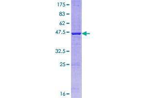 IL23A Protein (AA 1-189) (GST tag)