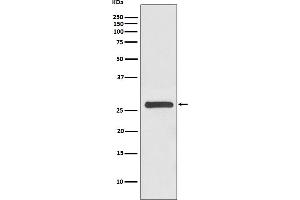 Western Blotting (WB) image for anti-14-3-3 gamma (YWHAG1) antibody (ABIN7606920)