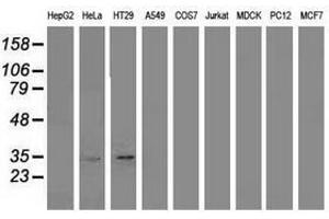 Image no. 1 for anti-Annexin A3 (ANXA3) antibody (ABIN1496643) (Annexin A3 抗体)