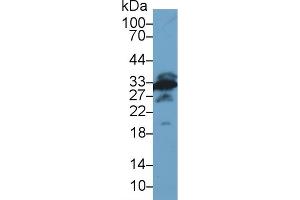 Detection of GAL3 in Mouse Testis lysate using Polyclonal Antibody to Galectin 3 (GAL3) (Galectin 3 抗体)