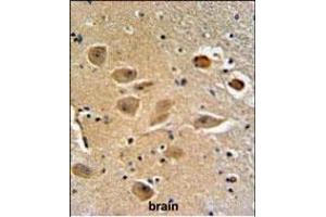 MILK2 Antibody (C-term) (ABIN651094 and ABIN2840068) IHC analysis in formalin fixed and paraffin embedded human brain tissue followed by peroxidase conjugation of the secondary antibody and DAB staining. (MICALL2 抗体  (C-Term))