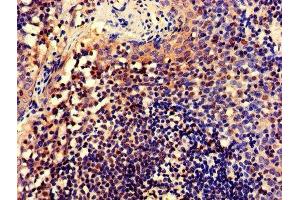 IHC image of ABIN7148735 diluted at 1:600 and staining in paraffin-embedded human tonsil tissue performed on a Leica BondTM system. (CELF2 抗体  (AA 291-381))