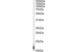 ABIN2563918 (0. (Mps1 抗体  (N-Term))