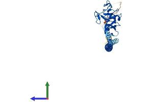 Protein Structure (PS) image for Asialoglycoprotein Receptor 1 (ASGR1) (AA 1-284) protein (His tag) (ABIN7563151)