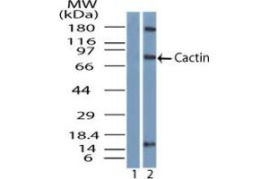 Image no. 2 for anti-Cactin, Spliceosome C Complex Subunit (CACTIN) (AA 460-510) antibody (ABIN960103) (CACTIN 抗体  (AA 460-510))