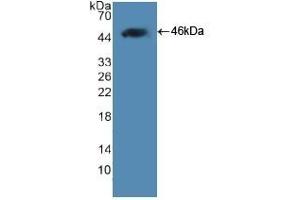 Detection of Recombinant LEP, Human using Polyclonal Antibody to Leptin (LEP) (Leptin 抗体  (AA 22-167))