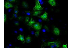 Anti-GBE1 mouse monoclonal antibody (ABIN2453068) immunofluorescent staining of COS7 cells transiently transfected by pCMV6-ENTRY GBE1 (RC204152). (GBE1 抗体)
