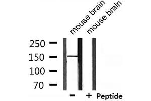 Western blot analysis of extracts from mouse brain, using USP42 Antibody. (USP42 抗体  (Internal Region))