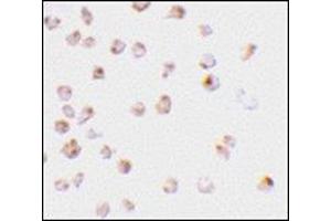 Immunocytochemistry staining of Raji cells using AP30547PU-N at 2 μg/ml. (MCL-1 抗体  (C-Term))