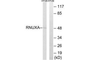 Western Blotting (WB) image for anti-phosphorylated Adaptor For RNA Export (PHAX) (Internal Region) antibody (ABIN1852058) (PHAX 抗体  (Internal Region))