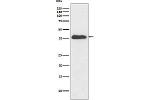 Western blot analysis of XLF expression in Jurkat cell lysate.