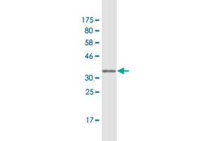 Western Blot detection against Immunogen (36. (RBP7 抗体  (AA 35-134))