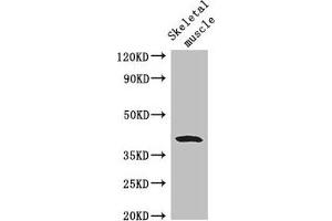 Western Blot Positive WB detected in: Mouse skeletal muscle tissue All lanes: WISP1 antibody at 2. (WISP1 抗体  (AA 130-251))