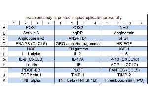 Image no. 1 for Human Angiogenesis Array Q2 (ABIN625704) (人 Angiogenesis Array Q2)