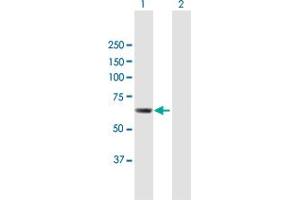Western Blot analysis of CDADC1 expression in transfected 293T cell line by CDADC1 MaxPab polyclonal antibody. (CDADC1 抗体  (AA 1-514))