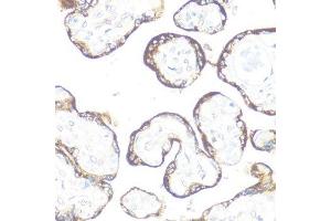Immunohistochemistry of paraffin-embedded human placenta using FGFR2 antibody. (FGFR2 抗体  (AA 1-100))