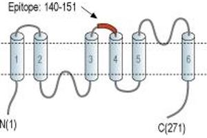 anti-Aquaporin 11 (AQP11) (2nd Extracellular Loop), (AA 140-151) antibody