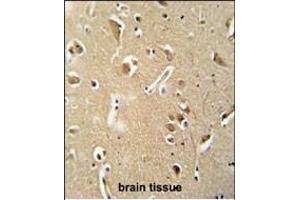 CILP2 antibody (Center) (ABIN652088 and ABIN2840543) immunohistochemistry analysis in formalin fixed and paraffin embedded human brain tissue followed by peroxidase conjugation of the secondary antibody and DAB staining. (Cilp2 抗体  (AA 825-852))