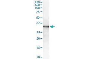 Immunoprecipitation of MPZL1 transfected lysate using anti-MPZL1 MaxPab rabbit polyclonal antibody and Protein A Magnetic Bead , and immunoblotted with MPZL1 purified MaxPab mouse polyclonal antibody (B01P) . (MPZL1 抗体  (AA 1-269))