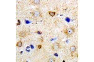 Immunohistochemical analysis of GrpEL2 staining in mouse brain formalin fixed paraffin embedded tissue section. (GRPEL2 抗体)