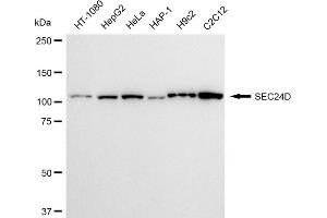 Western blotting analysis using SEC24D antibody (ABIN7800282). (Recombinant SEC24D 抗体)