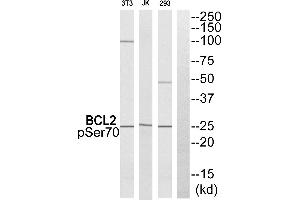 Western blot analysis of extracts from 293 cells. (Bcl-2 抗体  (pSer70))